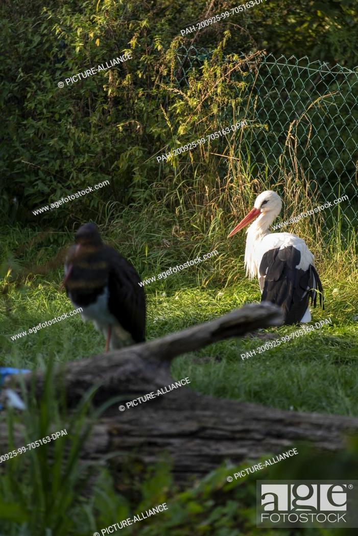 Stock Photo: 20 September 2020, Saxony-Anhalt, Loburg: An injured white stork and an injured black stork are standing on a meadow on the Storchenhof Loburg.