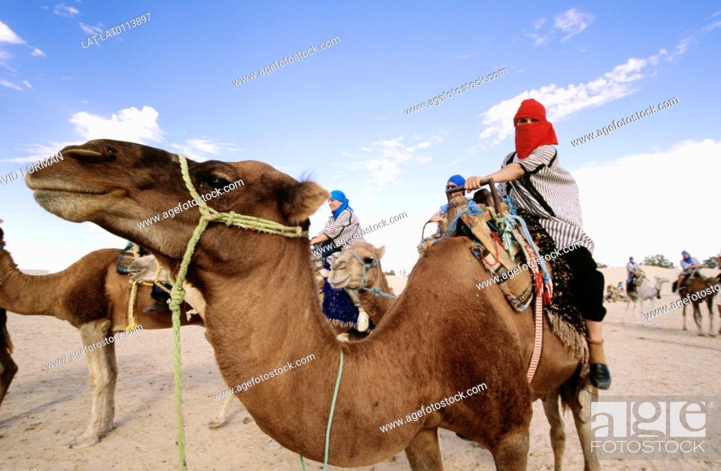 Camels are domesticated animals that are used for milk, meat and also as a  working animal, Stock Photo, Picture And Rights Managed Image. Pic.  LAT-LAT0113897 | agefotostock