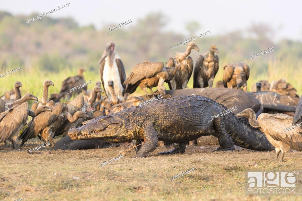 Imagen: Africa, Southern Africa, Bostwana, Chobe i National Park, Chobe river, Nile Crocodile (Crocodylus niloticus) comes to eat as well as African vultures (Gyps.