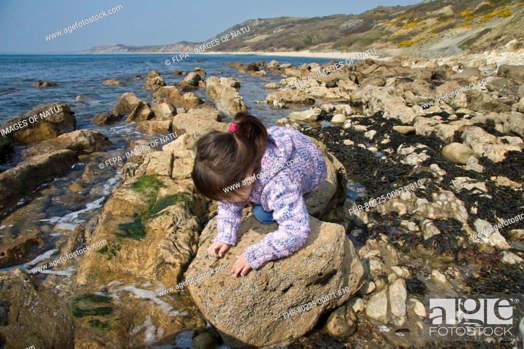 Stock Photo: Young girl rockpooling, kneeling on rocks, Osmington, Dorset, England, spring.