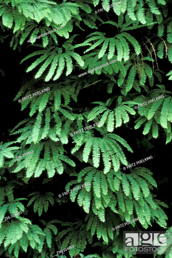 American Maidenhair Fern Adiantum Pedatum Redwood National Park Stock Photo Picture And Rights Managed Image Pic Z96 324863 Agefotostock