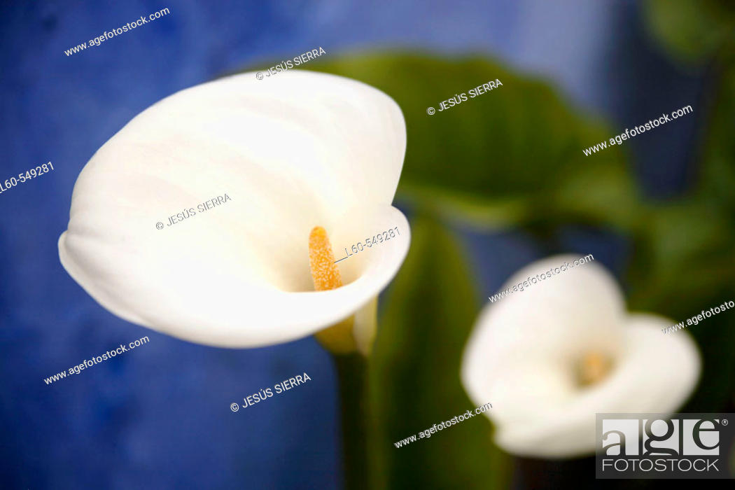 Stock Photo: Flowers.
