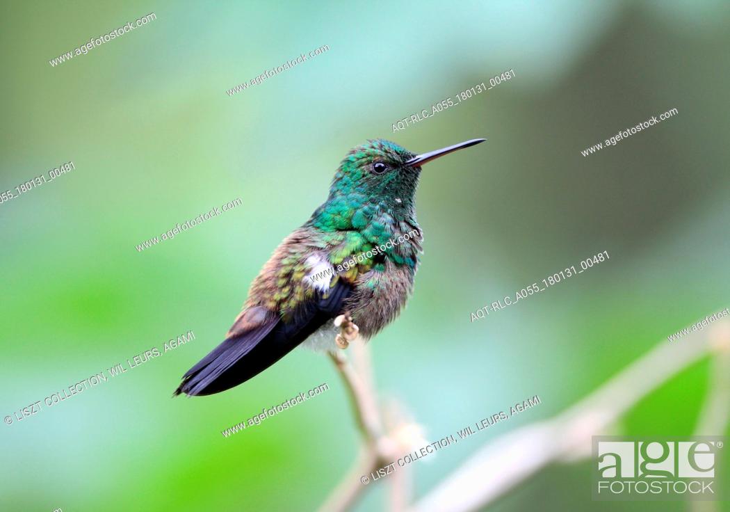 Imagen: Copper-rumped Hummingbird perched on branch Tobago, Copper-rumped Hummingbird, Amazilia tobaci.