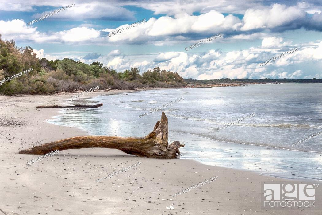 Stock Photo: Lonely natural beach with tree trunk.