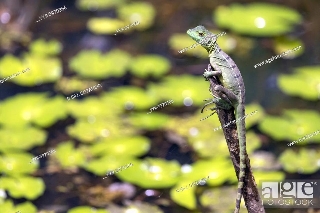 Stock Photo: Juvenile Green Basilisk or Plumed Basilisk (Basiliscus plumifrons) - La Laguna del Lagarto Eco-Lodge, Boca Tapada, Costa Rica.