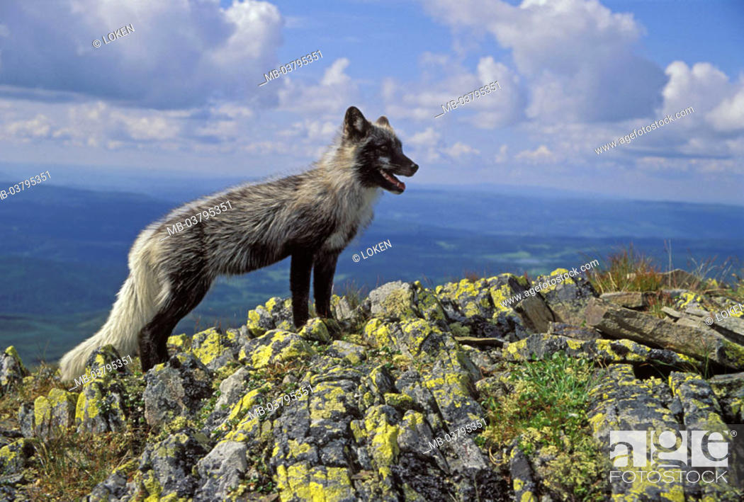 Norway, Oppland, Jotunheimen National Park, rocks, polar fox, Alopex  lagopus, Europe, Scandinavia, Stock Photo, Picture And Rights Managed  Image. Pic. MB-03795351 | agefotostock