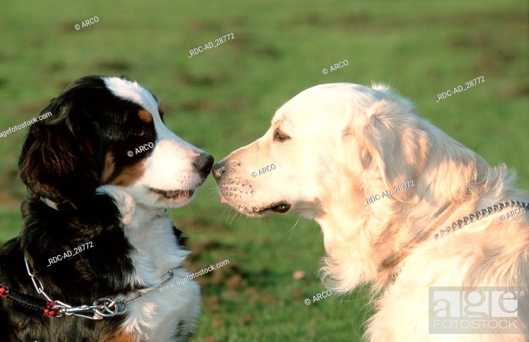Bernese Mountain Dog And Golden Retriever Stock Photo Picture And Rights Managed Image Pic Rdc Ad 28772 Agefotostock