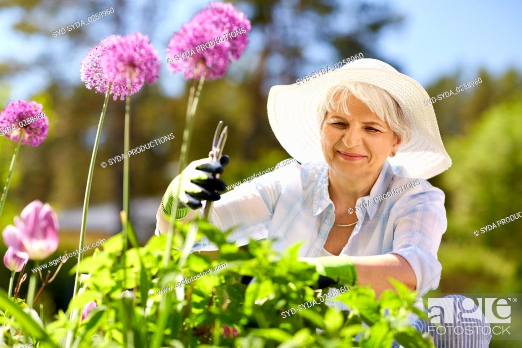 Stock Photo: senior woman with garden pruner and allium flowers.