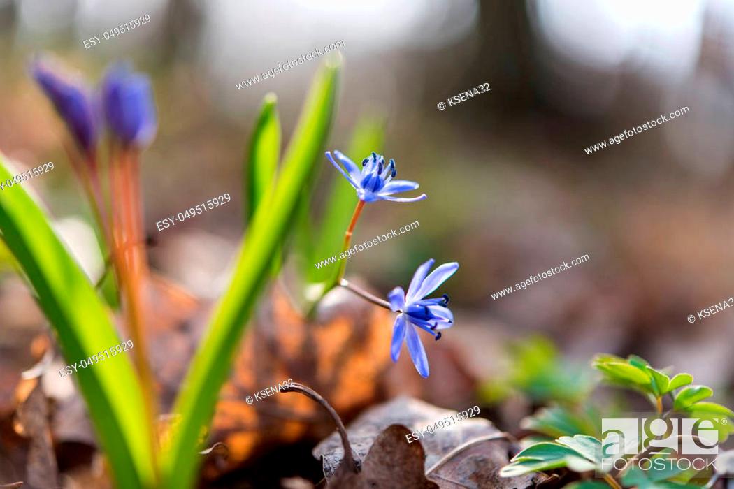 Stock Photo: unblown wild growing squill (Scilla bifolia), blue early spring flower.