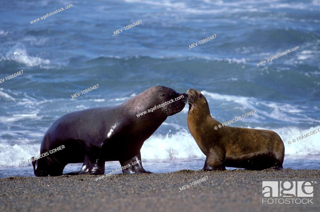 Imagen: South American / Southern / Patagonian Sealion - Male and female (Otaria flavescens). Coast of Patagonia, Argentina. Latin formerly Otaria byronia.