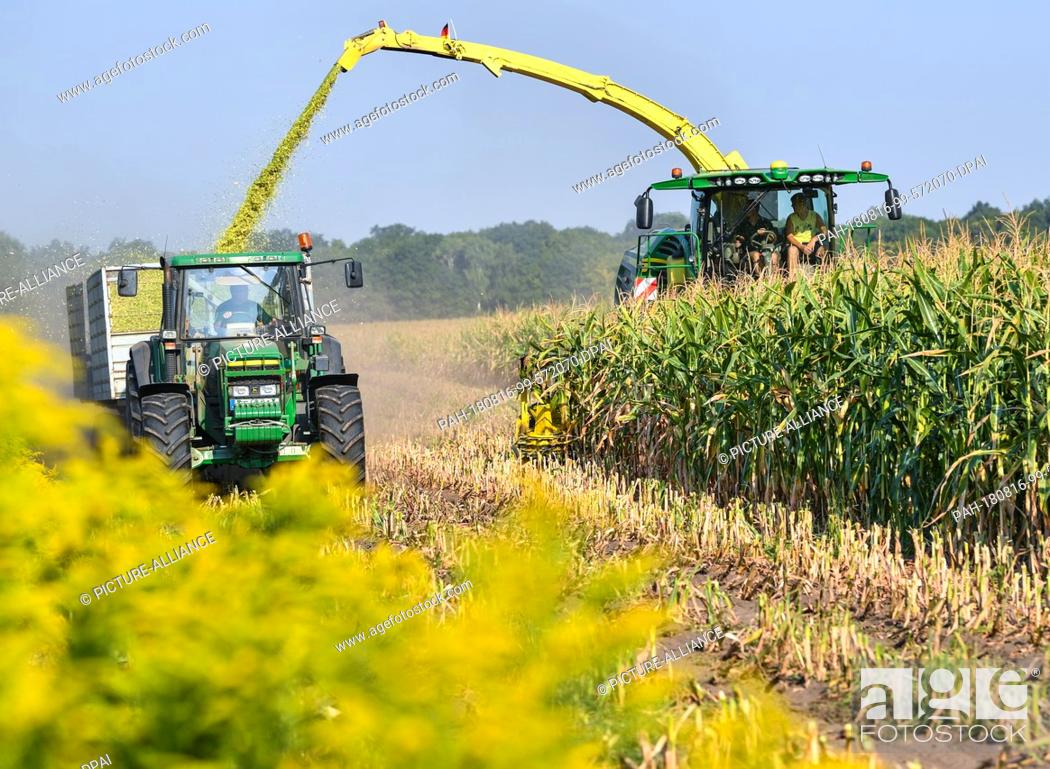 Stock Photo: 16 August 2018, Germany, Briesen: A forage harvester harvests maize plants for a biogas plant and transports them to a tractor running next to it.