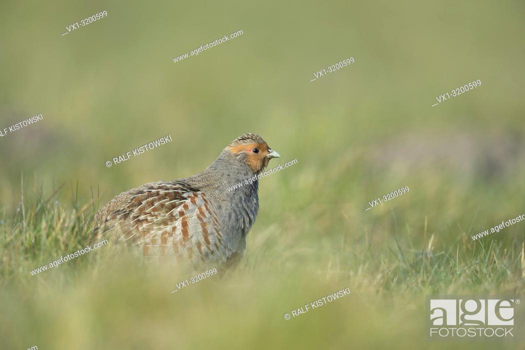 Stock Photo: Attentive Grey Partridge ( Perdix perdix ) sitting in grass, ruffling its feathers, plumage, wildlife, Europe.