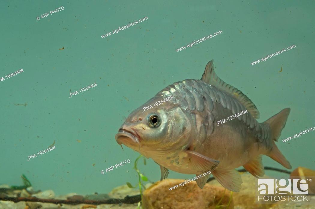 Stock Photo: Common Carp Cyprinus carpio.