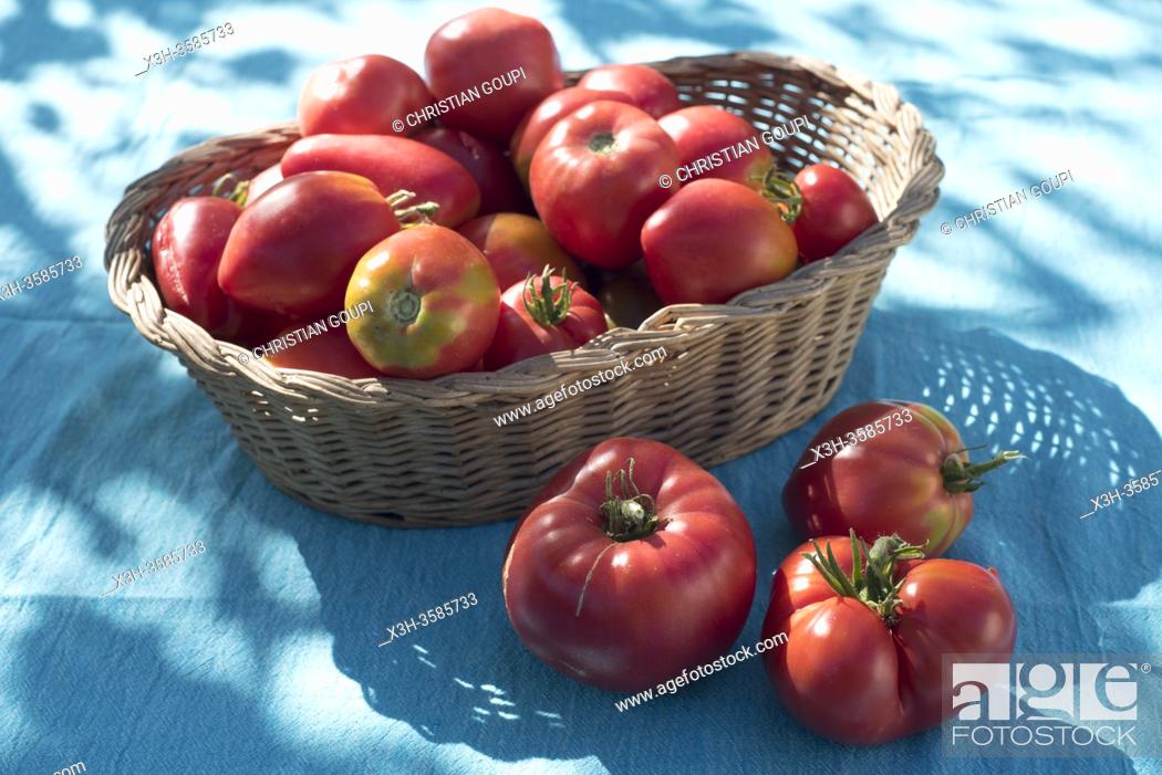 Stock Photo: Jeux d'ombres sur un panier de tomates fraichement recoltees/Shadows playing on a basket of freshly harvested tomatoes.