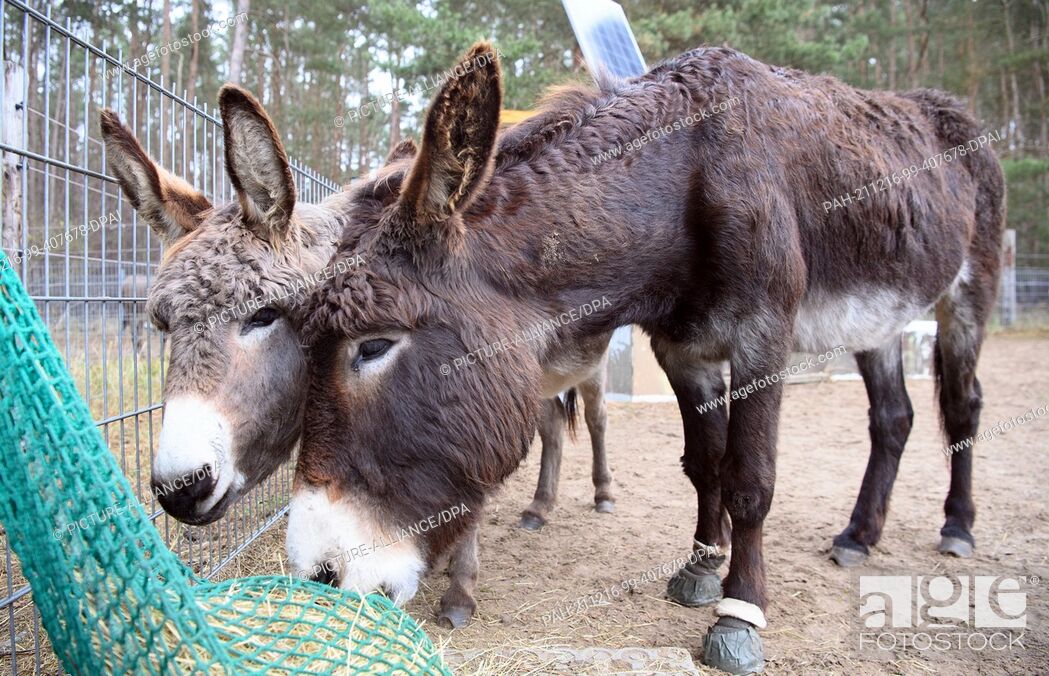 Stock Photo: 16 December 2021, Brandenburg, Schönwalde/Ot Paaren Im Glien: Kaatje (l), a dwarf donkey from the Netherlands, and Lisa, a large donkey.