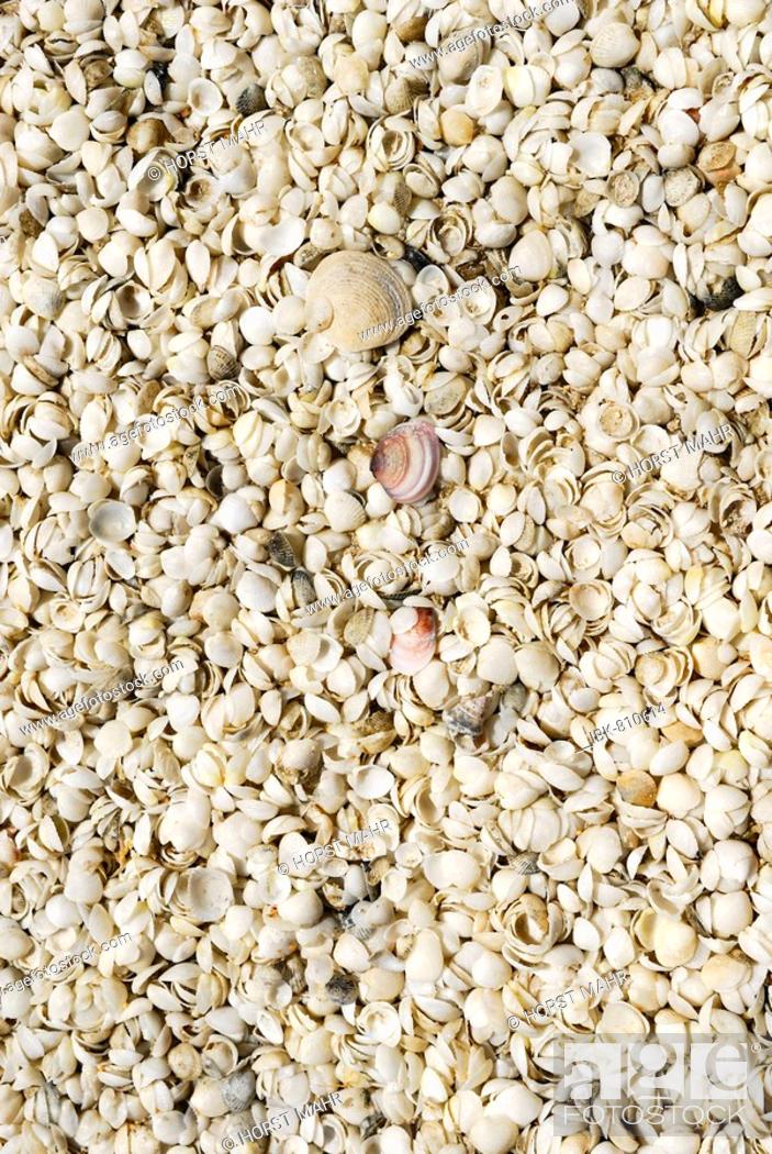 Stock Photo: Small cockle shells (Fragum erugatum) at Shell Beach, Shark Bay World Heritage Site, Western Australia, Australia.