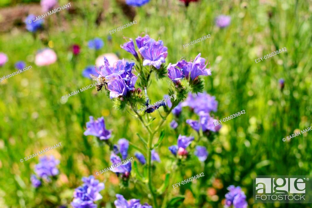 Stock Photo: Shrill carder bee, bombus sylvarum, landing on a blue viper's bugloss flower in a wildflower garden.