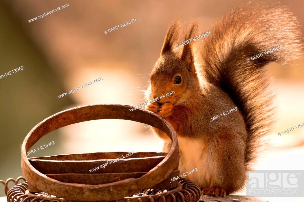 Stock Photo: red squirrel with rusty objects.