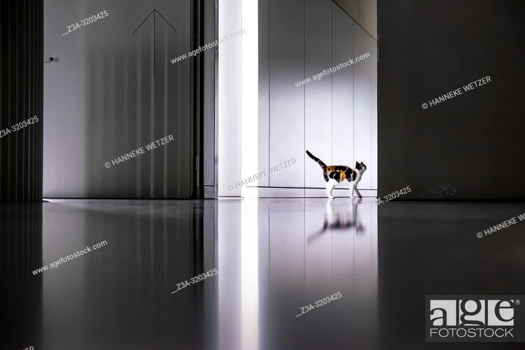 Imagen: Cat in the minimalistic interior of former Philips factory building Anton at Strijp-S in Eindhoven, the Netherlands.