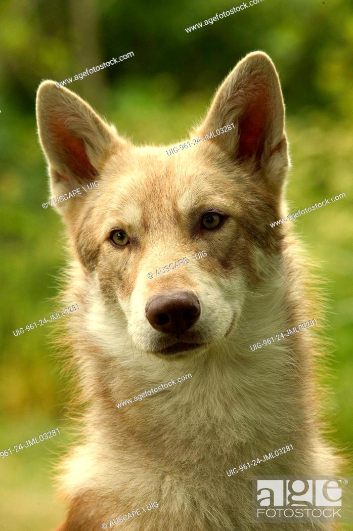 Saarloos Wolfhound Canis Familiaris Portrait This Breed Was Developed From 1921 By Dutch Breeder Stock Photo Picture And Rights Managed Image Pic Uig 961 24 Jml03281 Agefotostock
