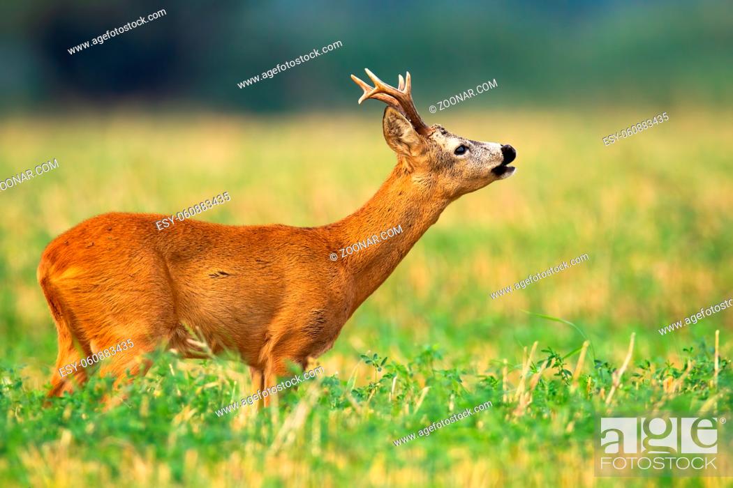 Stock Photo: roe deer, capreolus capreolus, buck stretching neck and sniffing for scents in mating season. Animal wildlife on agricultural stubble field in countryside.