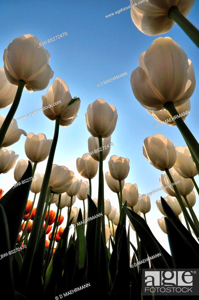 Gesneriana tulipa medicinal herbs: