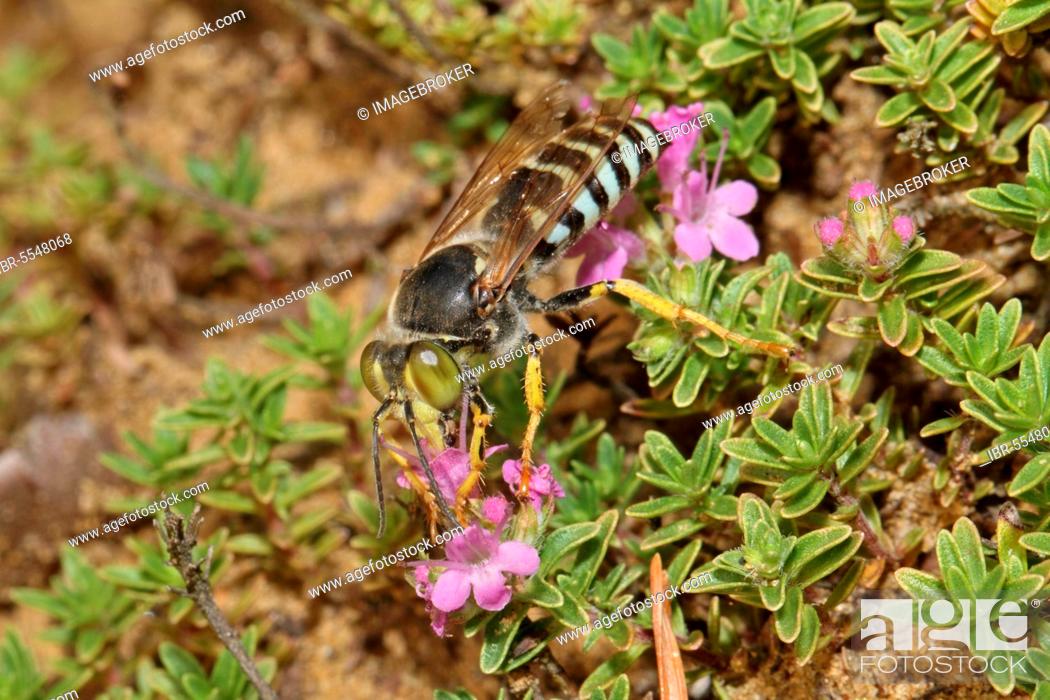 Stock Photo: Beaked gyro wasp.