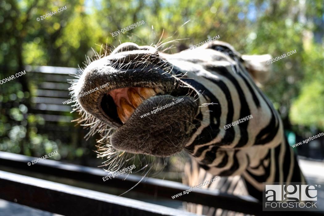 Stock Photo: Zebra's mouth and teeth close up.