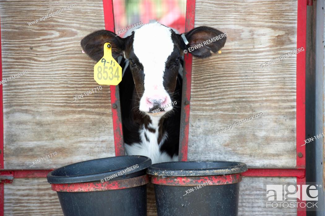 Stock Photo: Dairy cow calf feeding from a bucket outside of pen.