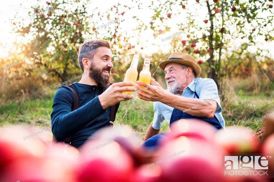 Photo de stock: A senior man with adult son holding bottles with cider in apple orchard in autumn at sunset.