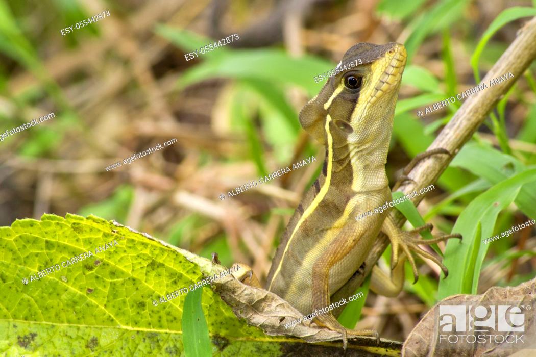 Photo de stock: Common Basilisk, Jesus Christ Lizard, Basiliscus basiliscus, Tropical Rainforest, Costa Rica, Central America, America.