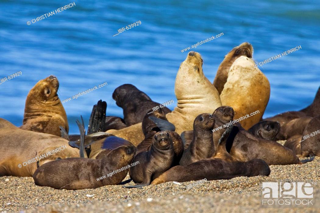 Imagen: Southern Sea Lion colony (Otaria flavescens), peninsula Valdes, Patagonia, east coast, Atlantic Ozean, Argentina, South America.