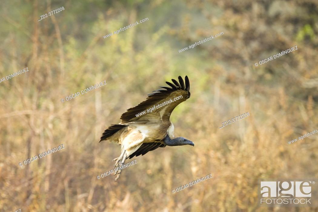 Stock Photo: Slender-billed Vulture (Gyps tenuirostris) in flight after feeding on carrion. This species has been listed as Critically Endangered on the IUCN Red List.