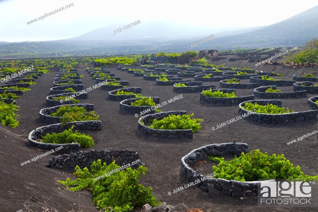 Stock Photo: Malvasia vineyards, La Geria, Lanzarote, Las Palmas, Canary Islands, Spain.