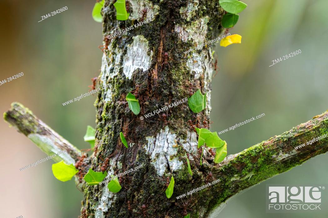 Photo de stock: Leafcutter ants carry sections of leaves larger than their own bodies in order to cultivate fungus for food at their colony in the rain forest near La Selva.
