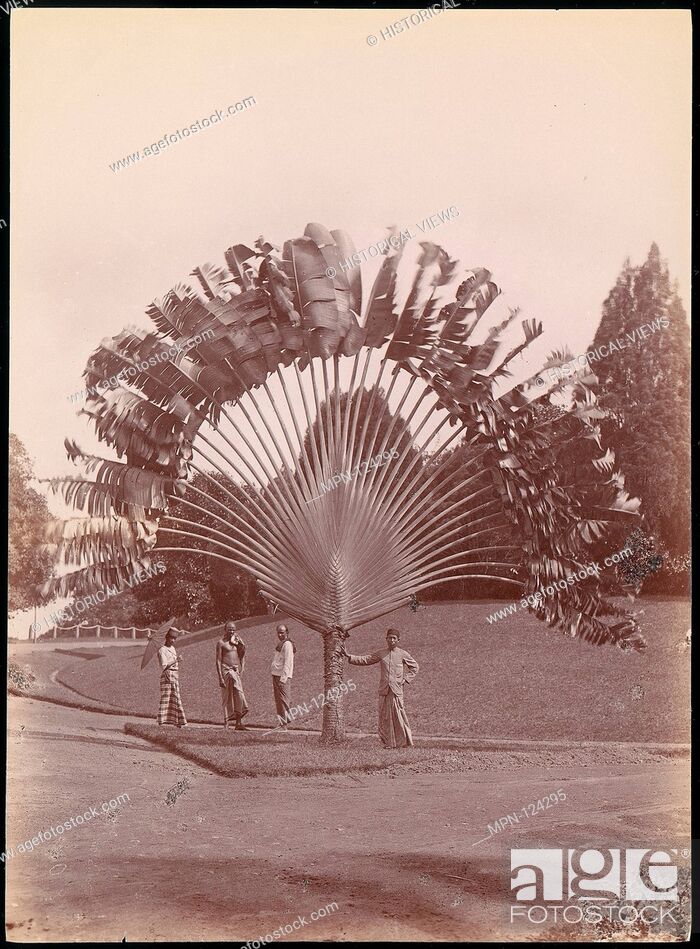 Stock Photo: Fan Palm, Singapore. Artist: Unknown; Date: 1860s-70s; Medium: Albumen silver print from glass negative; Dimensions: 27.4 x 20.