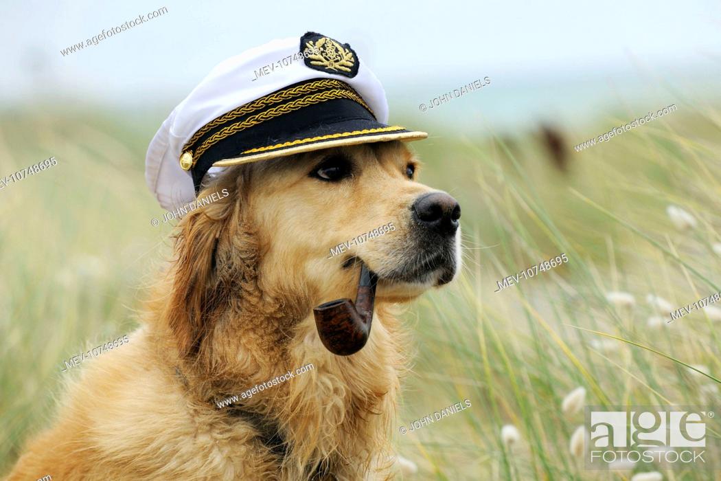 dog hat for golden retriever