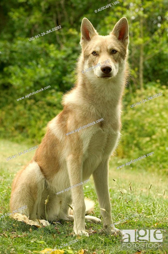 Saarloos Wolfhound Canis Familiaris Sitting Outdoors This Breed Was Developed From 1921 By Dutch Stock Photo Picture And Rights Managed Image Pic Uig 961 24 Jml03282 Agefotostock