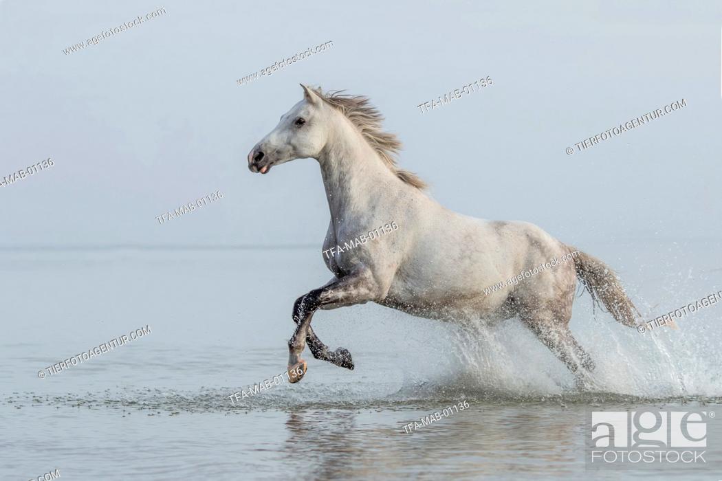 Stock Photo: galloping warmblood.