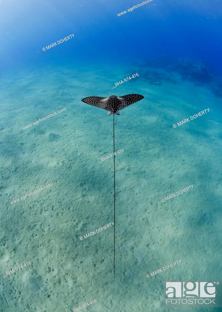 Stock Photo: Spotted eagle ray (Aetobatis narinari) juvenile over sandy ocean floor, from above, Naama Bay, Sharm El Sheikh, Red Sea, Egypt, North Africa, Africa.