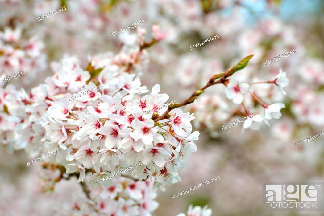 Stock Photo: cherry tree blossoms in april.