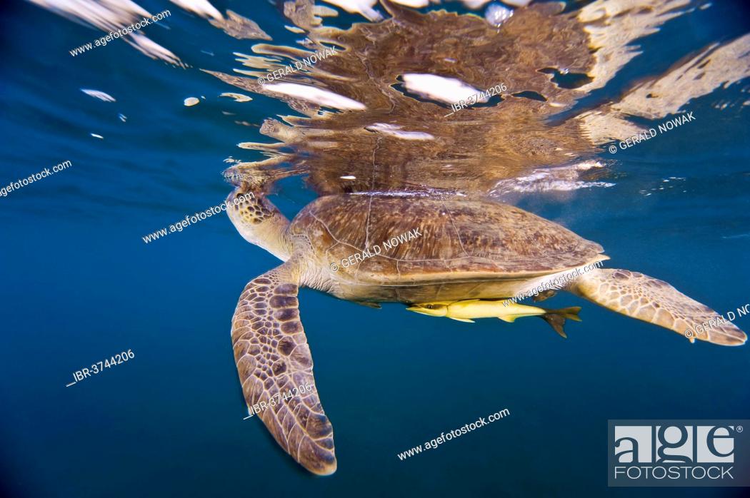 Stock Photo: Green Sea Turtle (Chelonia mydas) at the water surface to breathe air, Red Sea Governorate, Egypt.
