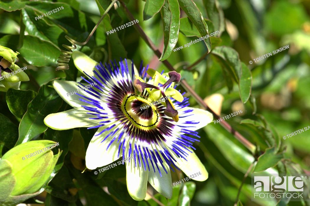 Stock Photo: A flowering blue passionflower (Passiflora caerulea) on a beautiful day in early autumn in the Bible Garden in Schleswig.