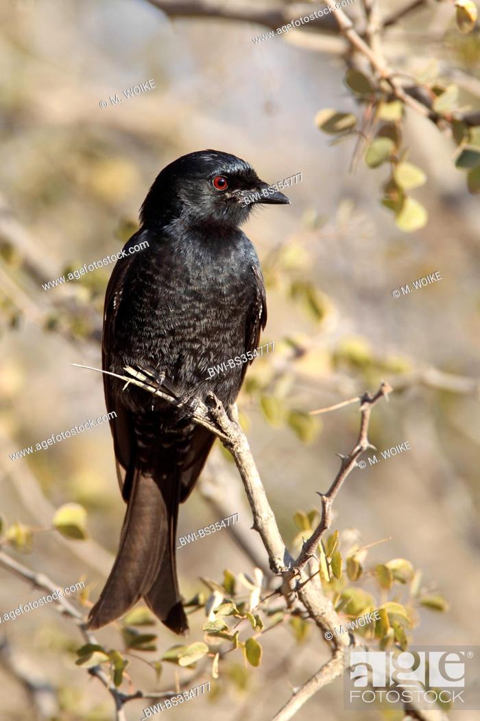 Stock Photo: Fork-tailed Drongo, Common Drongo (Dicrurus adsimilis), sits in a bush, South Africa, Kruger National Park.