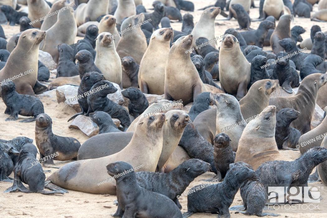 Stock Photo: Cape fur seals are gathered and resting along the beaches of Cape Cross, located in Namibia, Africa. The Cape Cross Seal Reserve is the largest government.