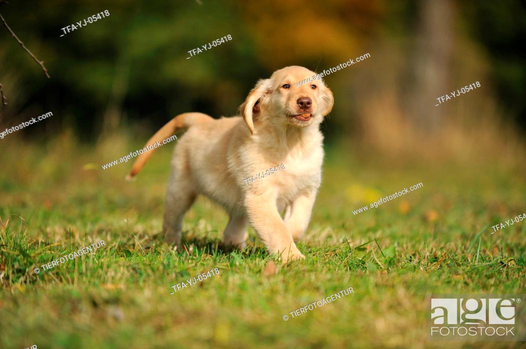 Flat Coated Retriever Puppy Stock Photo Picture And Rights Managed Image Pic Tfa Yj 05418 Agefotostock