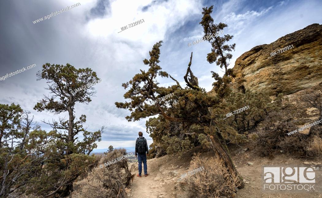 Stock Photo: Young man on hiking trail, looking into the distance, canyon with rock formations, Smith Rock State Park, Oregon, USA, North America.
