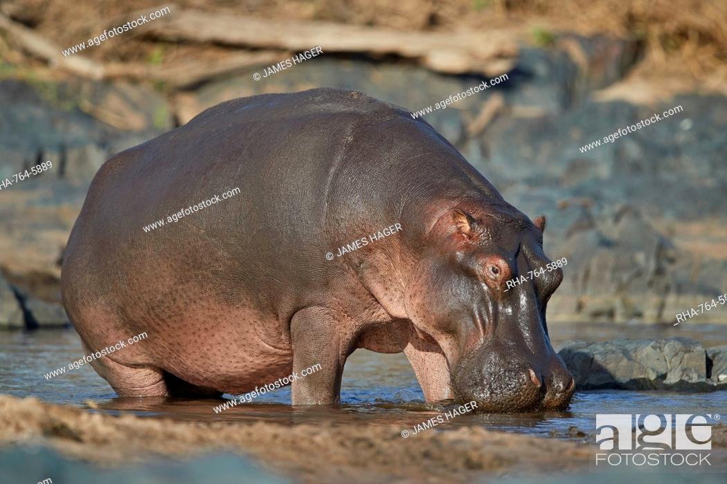 Stock Photo: Hippopotamus (Hippopotamus amphibius), Serengeti National Park, Tanzania, East Africa, Africa.