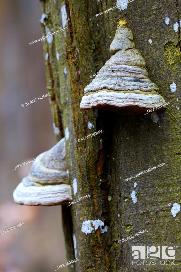 Stock Photo: The main host of Tinder Fungus, Hoof Fungus, Tinder Conk or Ice Man Fungus (Fomes fomentarius) is the Common Beech (Fagus sylvatica).
