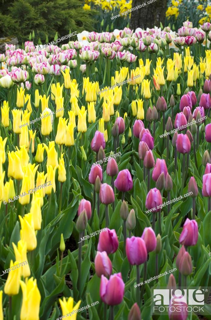 Tulips In Roozengaarde Display Gardens Skagit Valley Washington